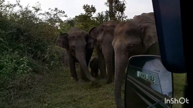 Добрые или опасные ? Слоны в дикой природе.