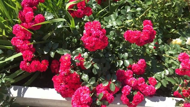 Красивые розы. Удивительная и прекрасная роза Хеллоу