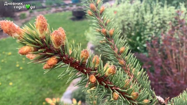 Слизни. Хвойные. Цветение азалий