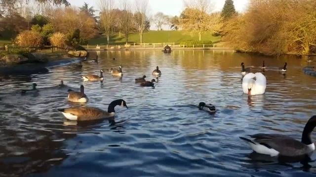 Живая природа- птицы.mp4