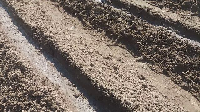 Посадка свеклы в открытый грунт. Как правильно посадить свеклу