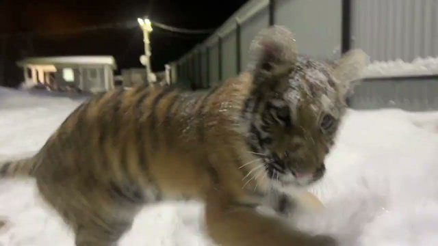 Тигренок Камри и Питбуль постоянно играют вместе!)