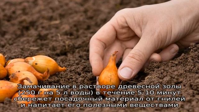 Пошаговое руководство по посадке лука шалота под зиму
