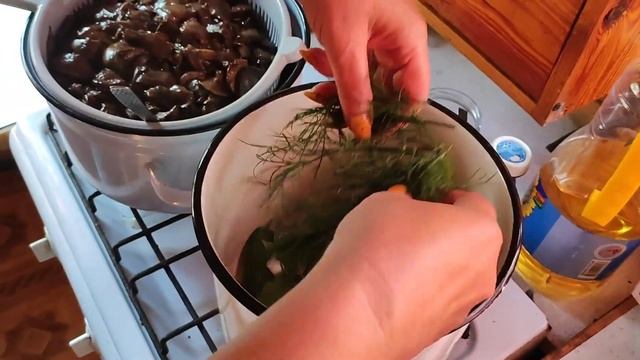 Свинушки. Собираем и солим под гнëтом. Просто и вкусно.
