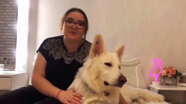 ВСЁ О ПОРОДЕ. Белая Швейцарская Овчарка. БШО