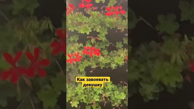 Как завоевать девушку #рыжова