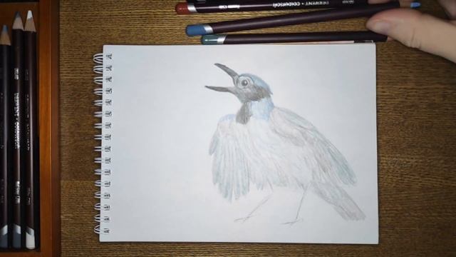 Сойка поет (быстрое)