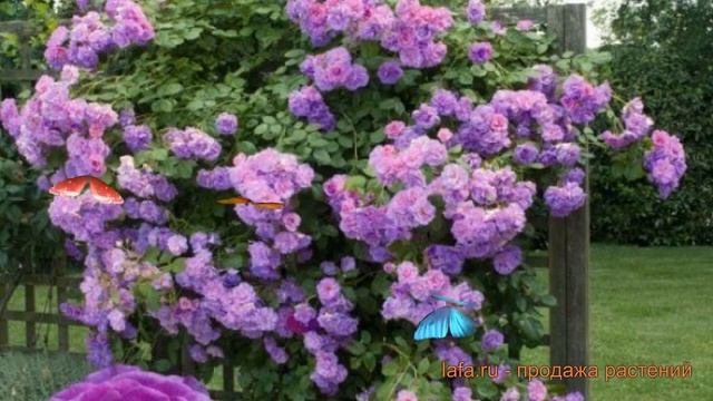 Роза плетистая Клайминг Индиголетта ? обзор: как сажать, саженцы розы Клайминг Индиголетта