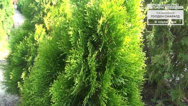 Живая изгородь из туи: какие сорта выбрать?