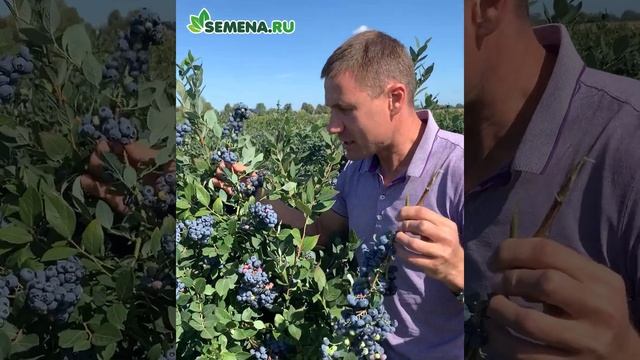 Голубика Нельсон