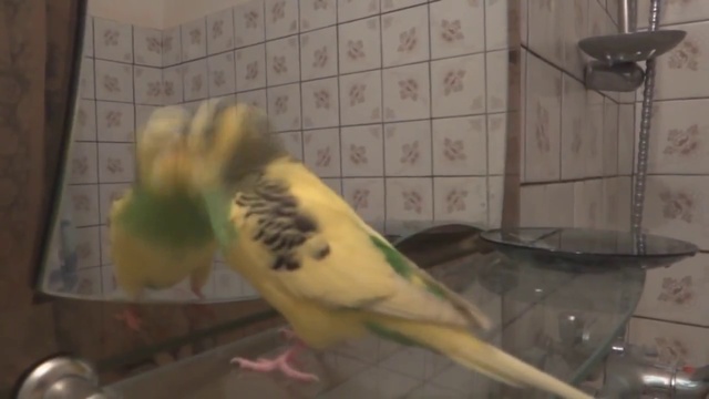 говорящий и поющий Арчик