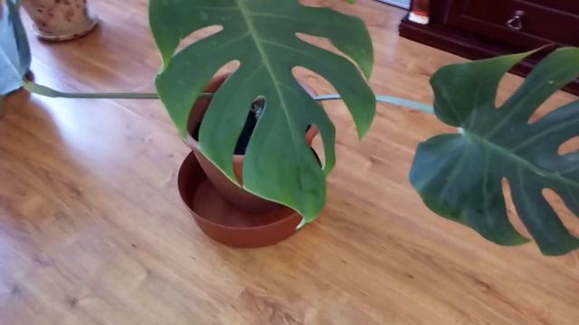 Размножение монстеры из черенка.