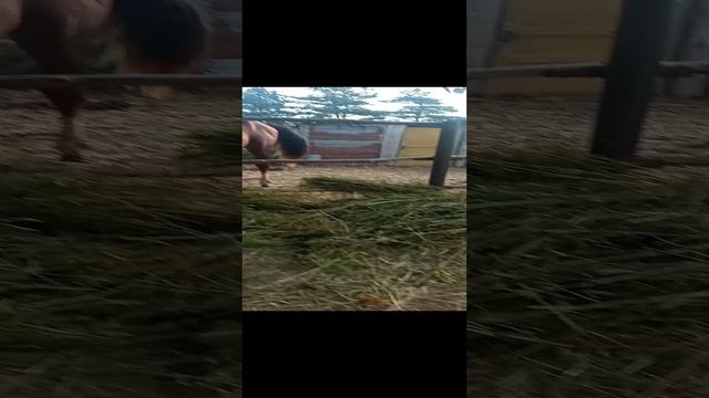 VID_20220822_071255.mp4