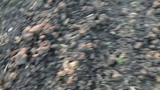 Огромная пушка 19го века из пластилина стреляющая ядрами