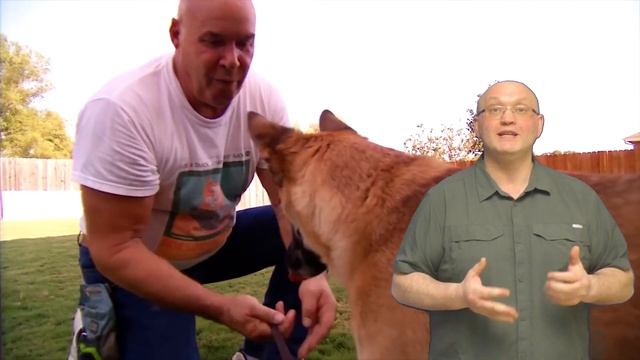 Самые редкие породы собак в мире! Представляем топ-10!