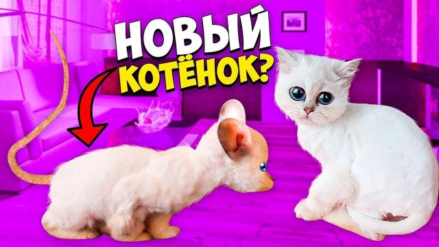 Это Большая КРЫСА ???!!! Что случилось с КОШЕЧКОЙ ВАСИЛИСОЙ ???!!!