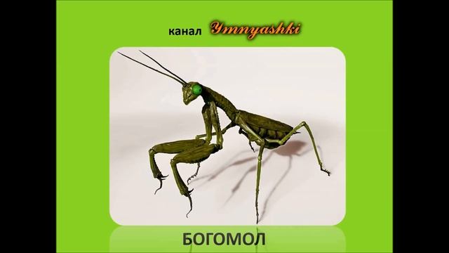 Изучаем насекомых. Насекомые для детей. Развивающее видео про насекомых