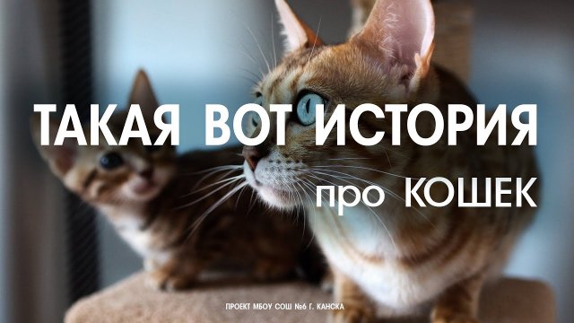 ТАКАЯ ВОТ ИСТОРИЯ про КОШЕК