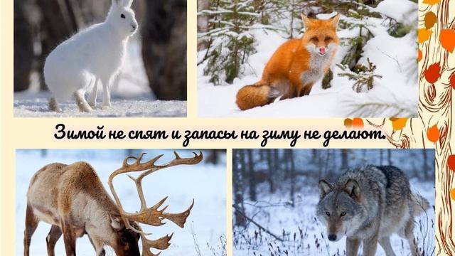 Как животные к зиме готовятся