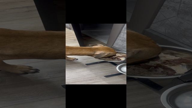 Новое блюдо!