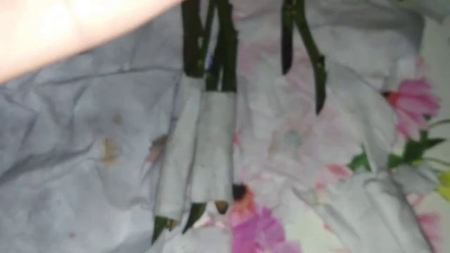 Осенние черенки роз.... Как я сохраняю черенки роз до весны....