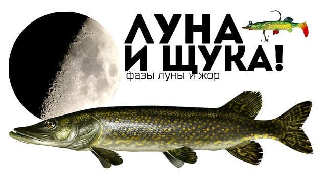 Именно в такую луну начинается щучий жор! Как луна влияет на клев щуки?