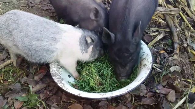 Вьетнамские поросята .Чем кормлю вьетнамских поросят