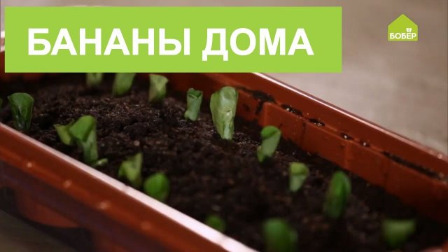 Как вырастить бананы в домашних условиях. Экзотические фрукты дома – это РЕАЛЬНОСТЬ!