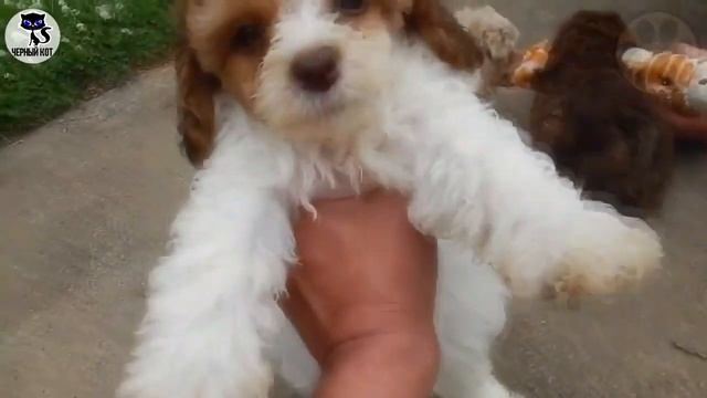 ✔ Пудель, плюсы и минусы породы, 5 причин завести пуделя