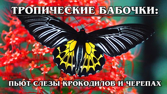 ТРОПИЧЕСКИЕ БАБОЧКИ: Самые красивые виды тропический бабочек | Интересные факты про бабочек