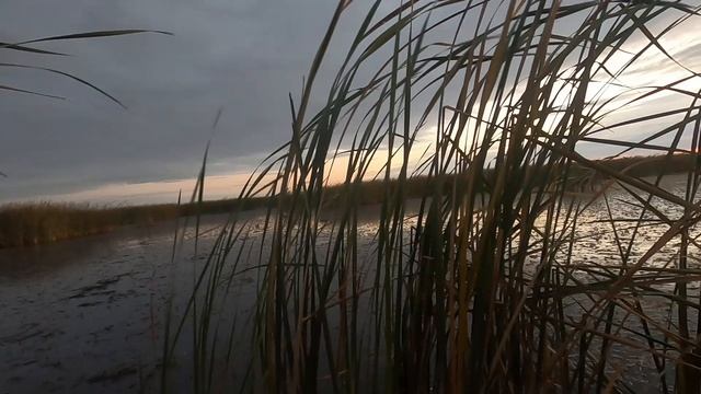 Охота на утку. Утки подсаживаются к махокрылу.