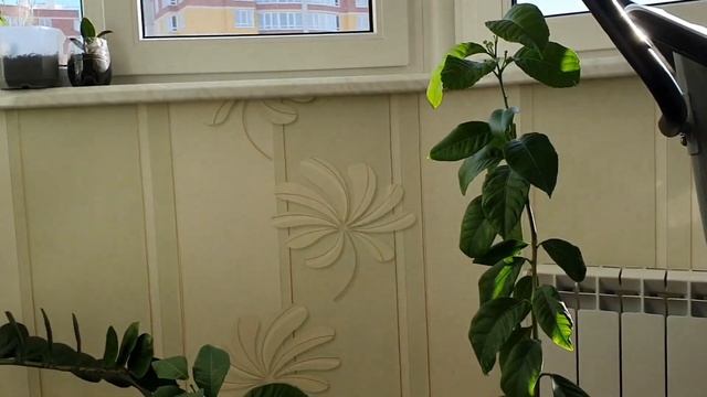 Павловский Лимон? Первое цветение?Лимоны Дома Круглый Год?
