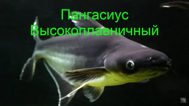 Пангасиус. Акулий сом.