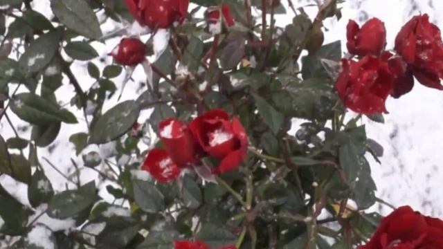 Ландшафтный дизайн, где лучше жить, обзор участка 8 соток, ландшафтный участок своими руками.
