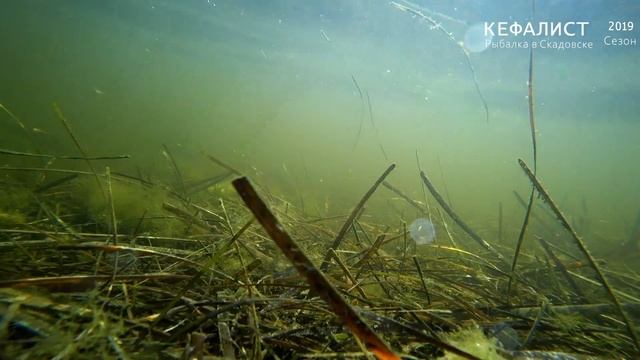 Кефаль и море ! (как клюет кефаль под водой, как кефаль берет наживку, кормежка кефали)