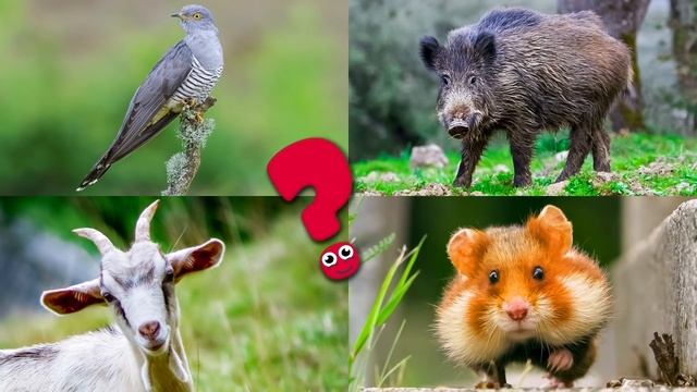 Животные для детей сборник. Изучаем домашних, лесных и диких зверей для малышей
