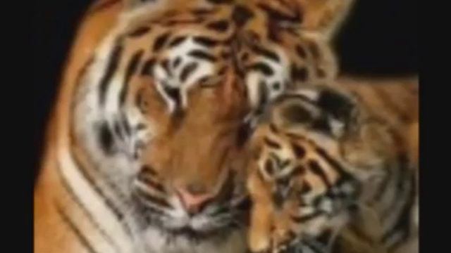 песня. маленький тигрёнок.