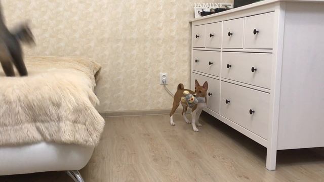 Как завели щенка Басенджи в 3 месяца | Basenji 3 months old