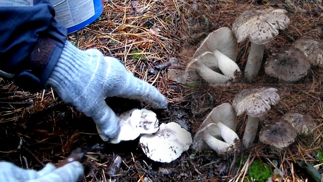 Сбор грибов осенью.Поход в лес за грибами-серушка,зеленушка.Какие грибы растут осенью.Как найти гриб