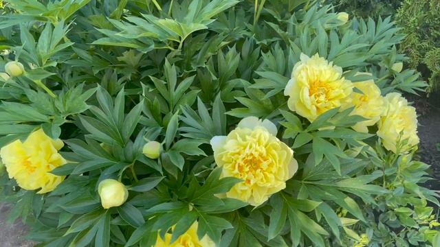 Пионы в моем саду