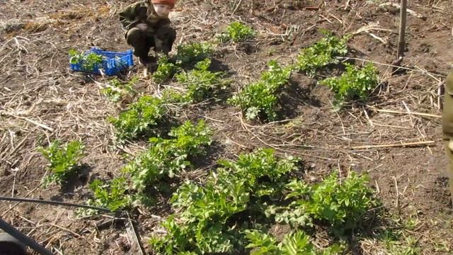 Пастернак. Как повысить потенцию, простой способ, ешьте пастернак.