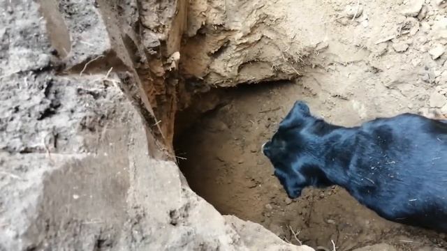 Барсук вышел с норы на ягдтерьера. Схватка.