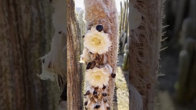 espostoa lanata flower, old man cactus flower - Espostoas flowering a couple of days ago