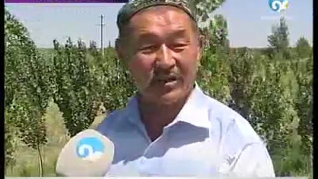 Как ГЕРОЙ-аксакал посадил 5000 тополей !!!