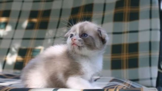 шотландские вислоухие,британские котята