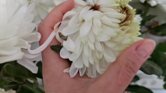 Хризантемы которые стоят в вазе 30 дней.