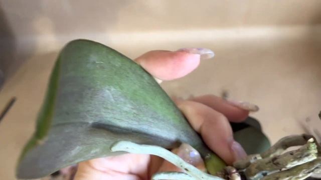 Максим для орхидеи, спасаю орхидею от гнили