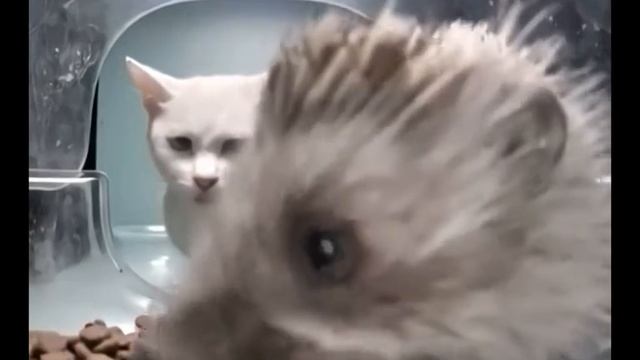 Прикольчик :)