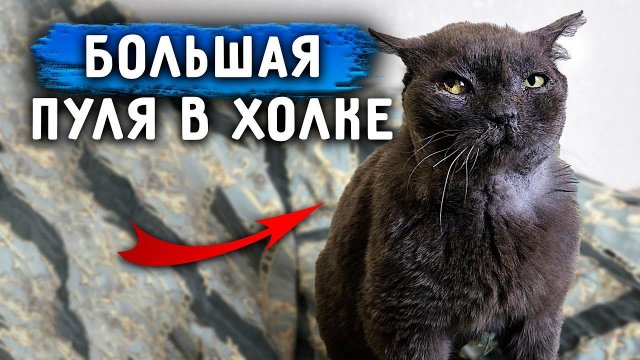 У Кокосика Пуля в холке. Ричи не приходит в себя после операции. Затягивается рана Томаса.