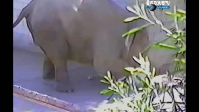 Не Шути со Слоном! Подборка Нападений Слона на Человека! Жесть!